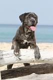 CANE CORSO 230